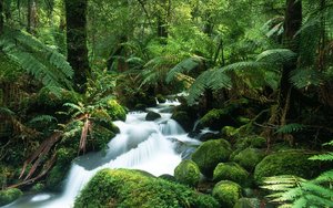 Lush terrestrial ecosystem with high primary production