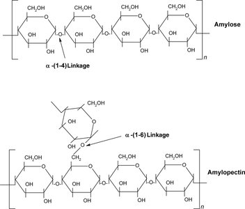 Helical amylose and branched amylopectin
