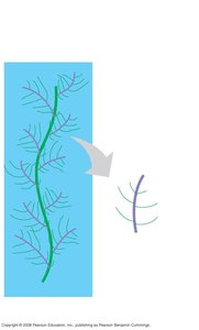 Proteoglycan complex structure