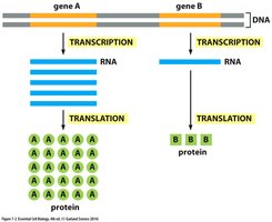 Diagram of transcription and translation from DNA to protein