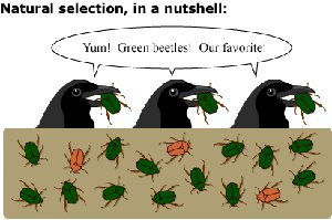 Natural selection: birds eating green beetles