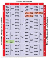 Genetic code table for identifying mutations