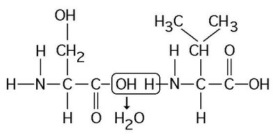 Peptide bond formation diagram