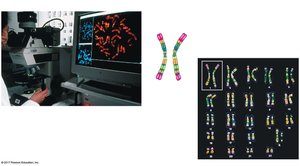 Karyotype and homologous chromosomes
