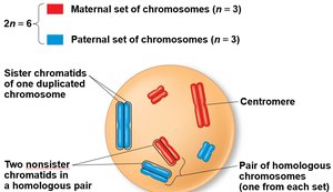 Diagram of homologous chromosomes in a cell
