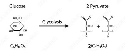 Glycolysis: Glucose to pyruvate