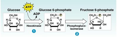 Glycolysis: Energy investment phase