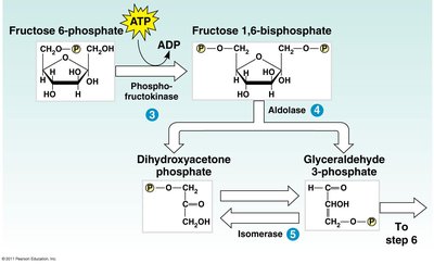 Glycolysis: Splitting of fructose-1,6-bisphosphate