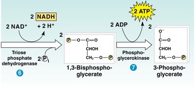 Glycolysis: Energy payoff phase