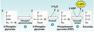 Glycolysis: ATP and NADH production