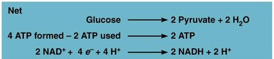 Glycolysis: Net reaction summary