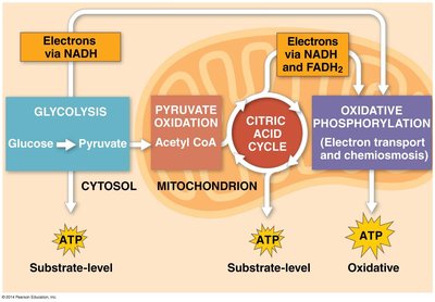 Glycolysis: Net reaction