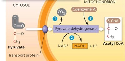 Pyruvate oxidation: Transport and conversion