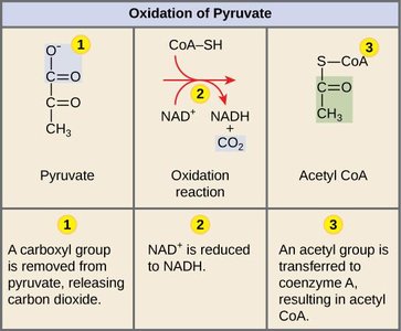 Pyruvate oxidation: Steps and products