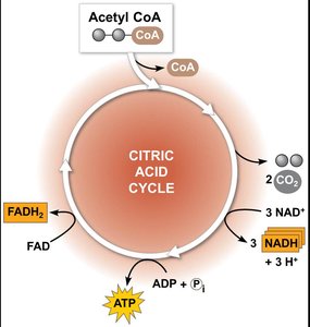 Citric acid cycle: Overview