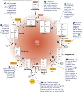 Citric acid cycle: Steps and products
