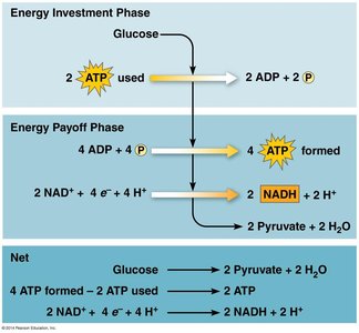 Glycolysis: Energy investment and payoff phases
