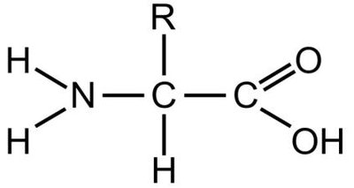Amino acid structure