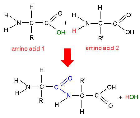 Peptide bond formation