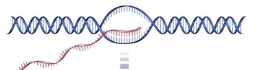 DNA and mRNA