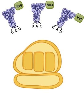 tRNA and rRNA