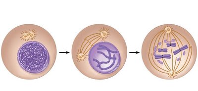 Diagram showing prophase, metaphase, and anaphase of mitosis