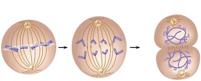 Diagram showing metaphase, anaphase, and telophase with cytokinesis