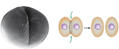 Electron micrograph and diagram of cleavage furrow in animal cell cytokinesis