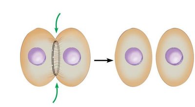 Diagram of cleavage furrow deepening in animal cell cytokinesis