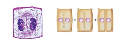 Diagram of cell plate formation in plant cell cytokinesis