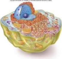 Diagram of a eukaryotic cell
