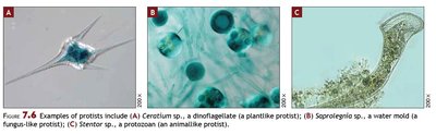 Examples of protists: dinoflagellate, water mold, protozoan
