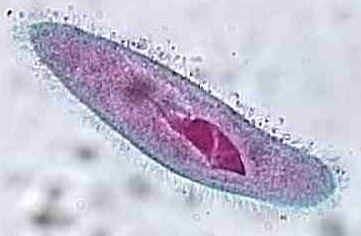 Paramecium under microscope