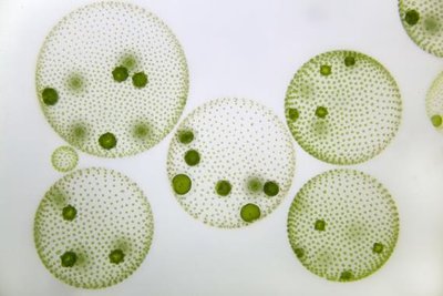 Volvox colonies under microscope