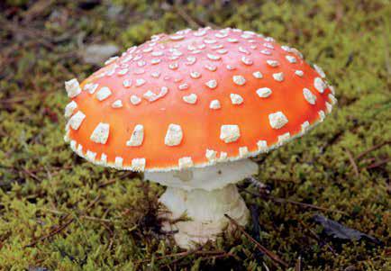 Amanita mushroom