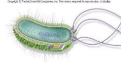 Diagram of a prokaryotic cell