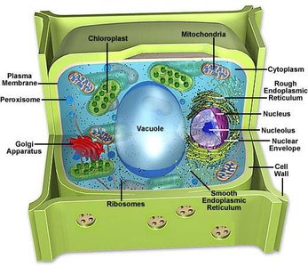 Diagram of a plant cell