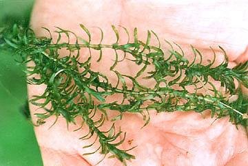 Elodea plant