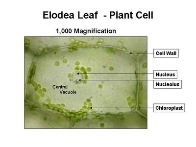 Elodea leaf cell under microscope