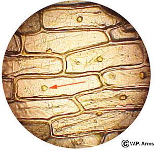 Onion cell under microscope