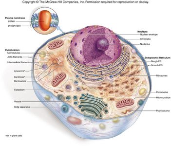 Diagram of an animal cell