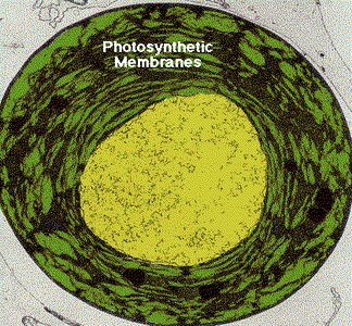 Photosynthetic membranes in cyanobacteria