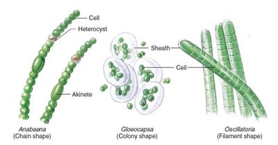 Morphological diversity of cyanobacteria: Anabaena, Gloeocapsa, Oscillatoria