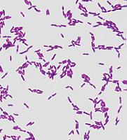 Microscopic image of Lactobacillus