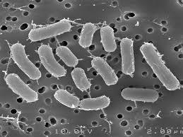 Electron micrograph of rod-shaped bacteria