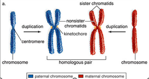 Diagram of homologous chromosomes, sister chromatids, and nonsister chromatids