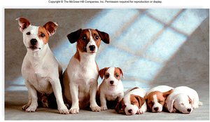 Fertilization: Fusion of sperm and egg nuclei to form a zygote