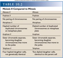 Table comparing Meiosis II and Mitosis
