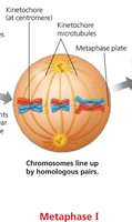 Metaphase I: Homologous chromosomes align at the metaphase plate