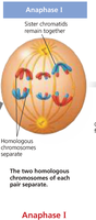 Anaphase I: Homologous chromosomes separate